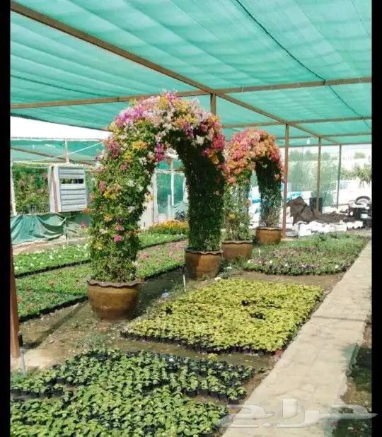 نخيل واشنطن و نخل عربي شبكات ري. زراعه ثيل 60