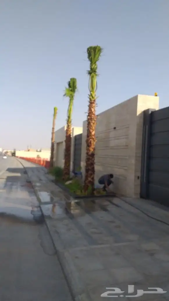 نخيل واشنطن و نخل عربي شبكات ري. زراعه ثيل 68