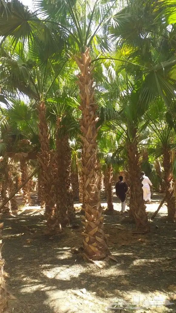 نخيل واشنطن و نخل عربي شبكات ري. زراعه ثيل 64