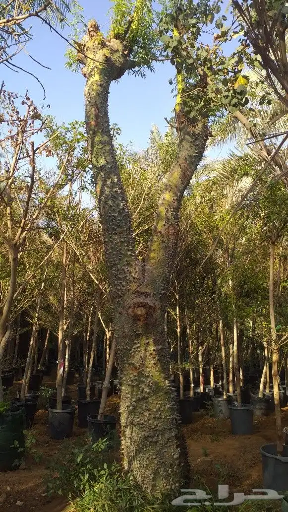 نخيل واشنطن و نخل عربي شبكات ري. زراعه ثيل 13