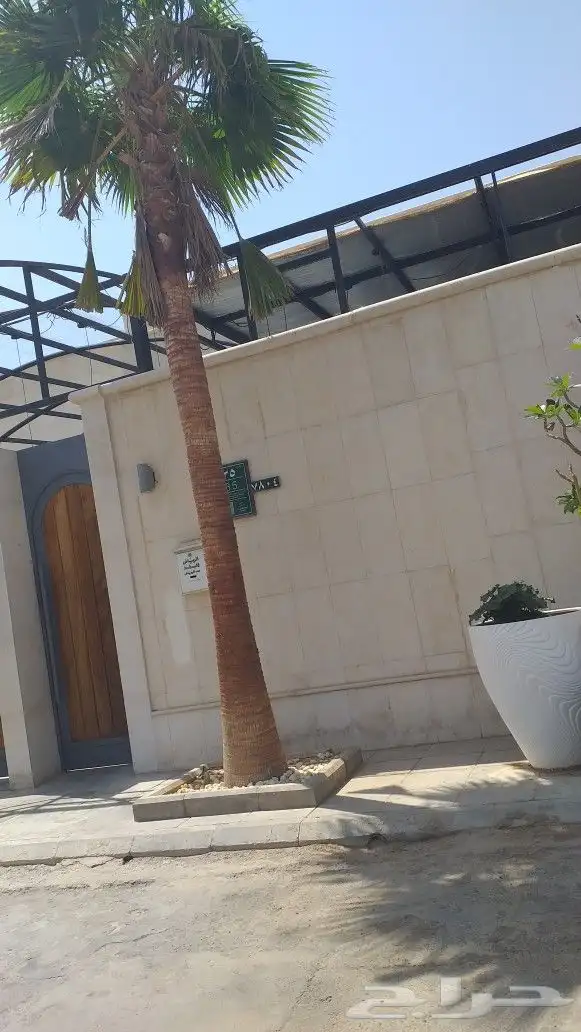 نخيل واشنطن و نخل عربي شبكات ري. زراعه ثيل 19