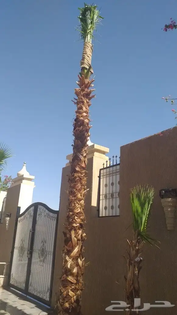 نخيل واشنطن و نخل عربي شبكات ري. زراعه ثيل 18