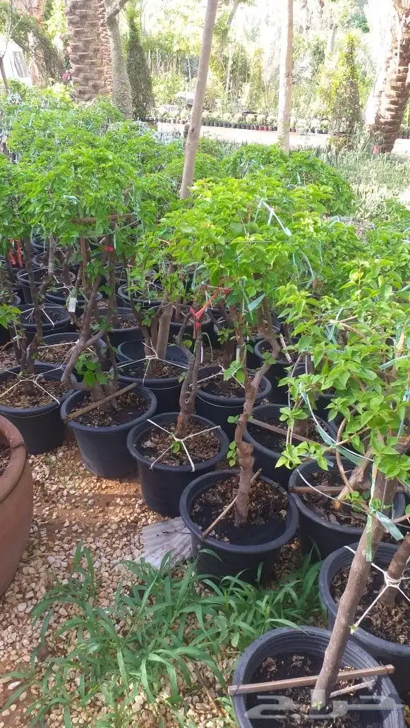 نخيل واشنطن و نخل عربي شبكات ري. زراعه ثيل 65