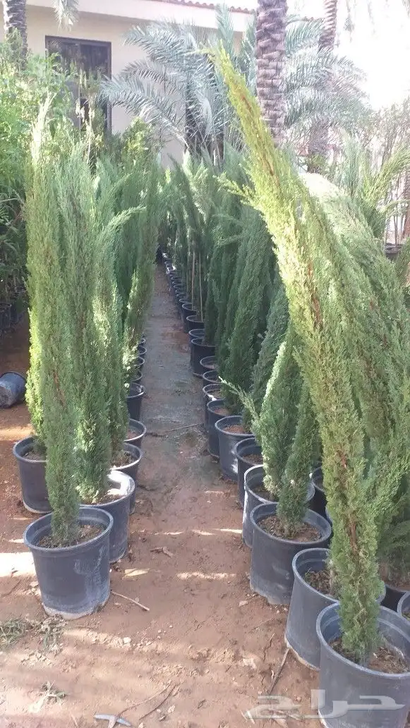 نخيل واشنطن و نخل عربي شبكات ري. زراعه ثيل 14