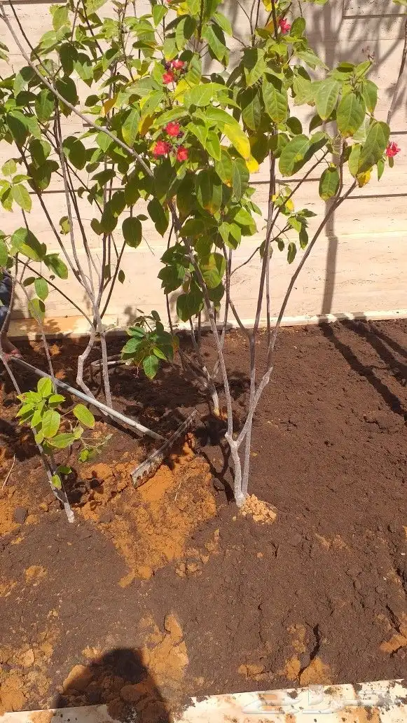 نخيل واشنطن و نخل عربي شبكات ري. زراعه ثيل 66