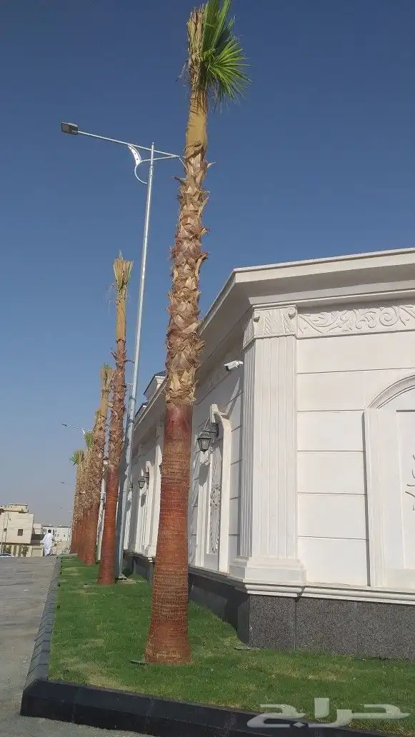 نخيل واشنطن و نخل عربي شبكات ري. زراعه ثيل 63