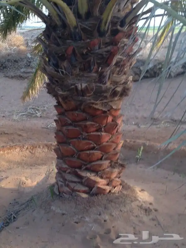 نخيل واشنطن و نخل عربي شبكات ري. زراعه ثيل 26