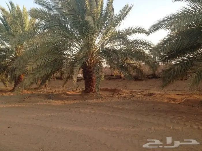 نخيل واشنطن و نخل عربي شبكات ري. زراعه ثيل 25