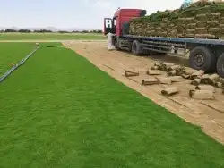 نجيله زراعي 7