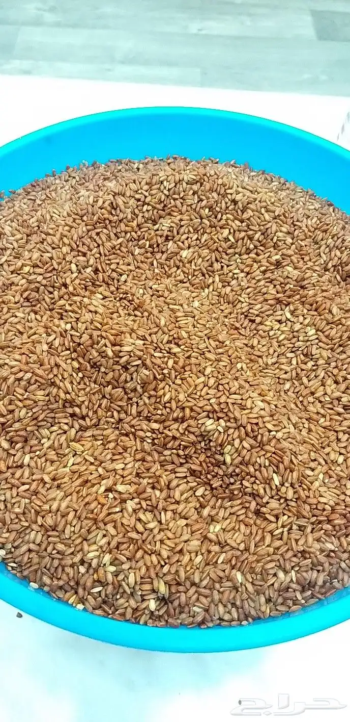 رز حساوي فاخر درجة أوله 15