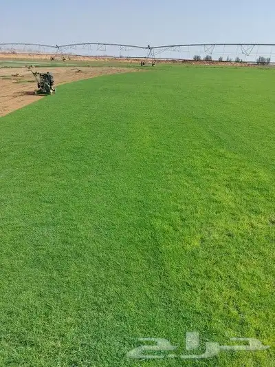 ثيل طبيعي c2000 8