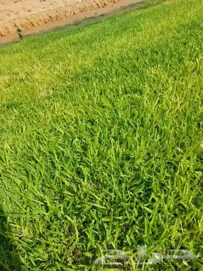ثيل طبيعي c2000 5