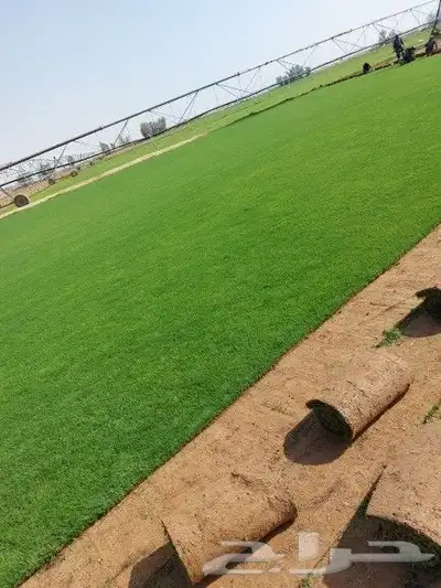 ثيل طبيعي c2000 1