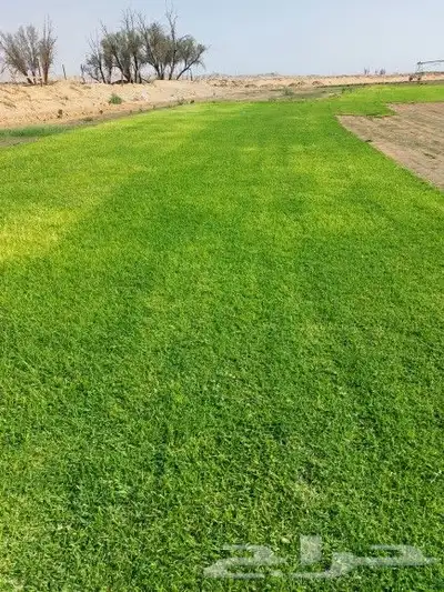 ثيل طبيعي c2000 4