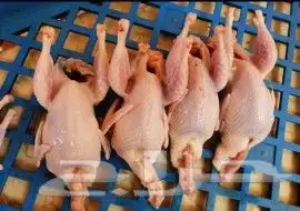 دجاج طازج باختيارك ويذبح امامك 1