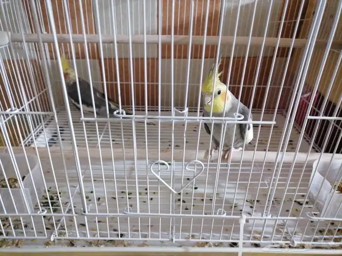 زوج كروان اليف 2