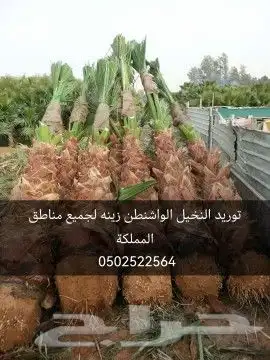 زراعه الواشنطونيا بأسعار مناسبه الرياض 1