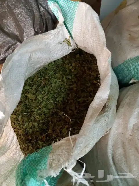 حناء ينبع مطحون 4