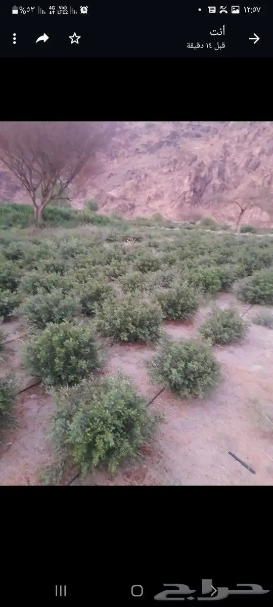 حناء ينبع مطحون 1
