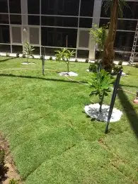 عشب جداري نجيله صناعي 12