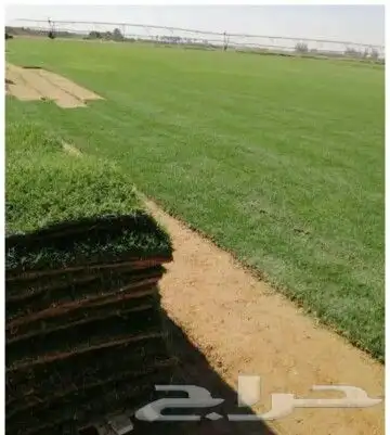 وشنطونيا زيتون جهنميه جميع اشجار الزينه 15