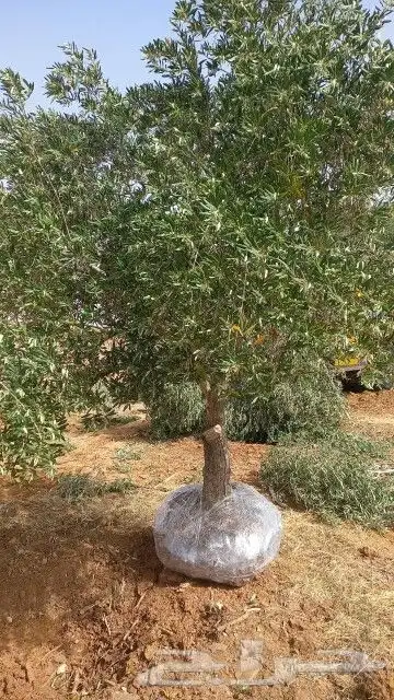وشنطونيا زيتون جهنميه جميع اشجار الزينه 16