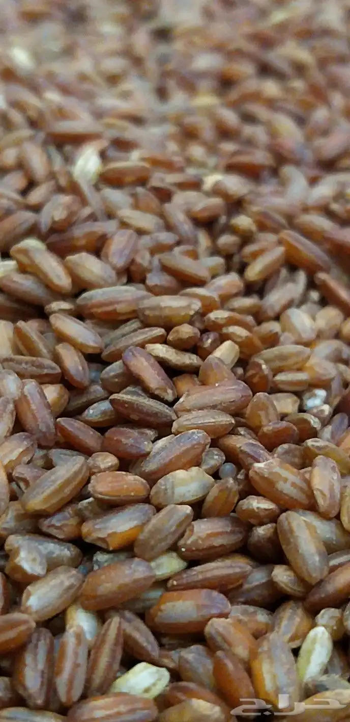 رز حساوي عتيق سنوي جديد 1