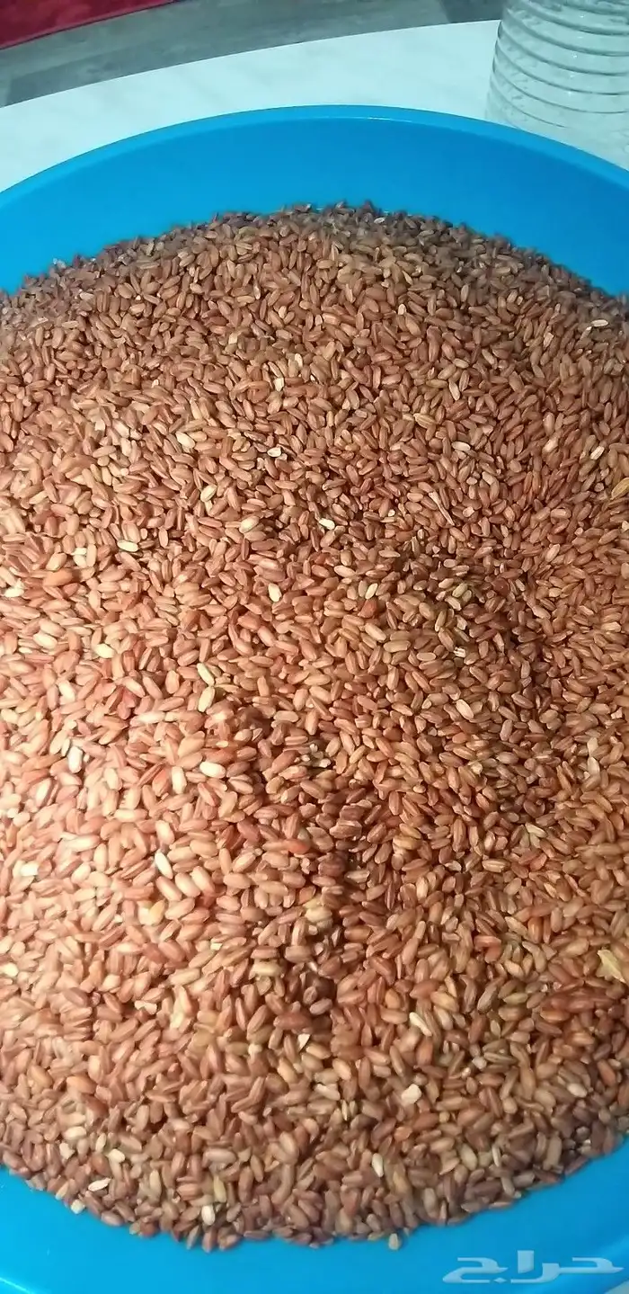 رز حساوي عتيق سنوي جديد 4