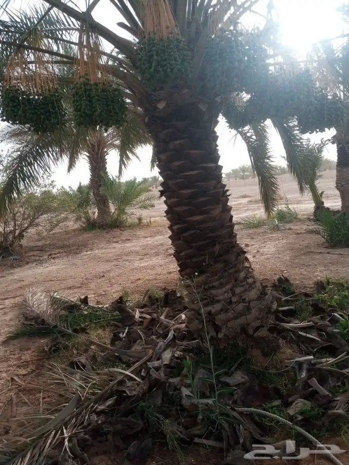 لشغل النخل 3