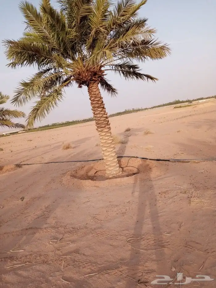 لشغل النخل 1