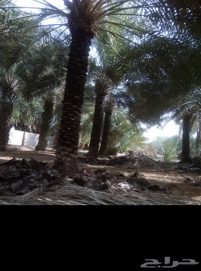 لشغل النخل 8