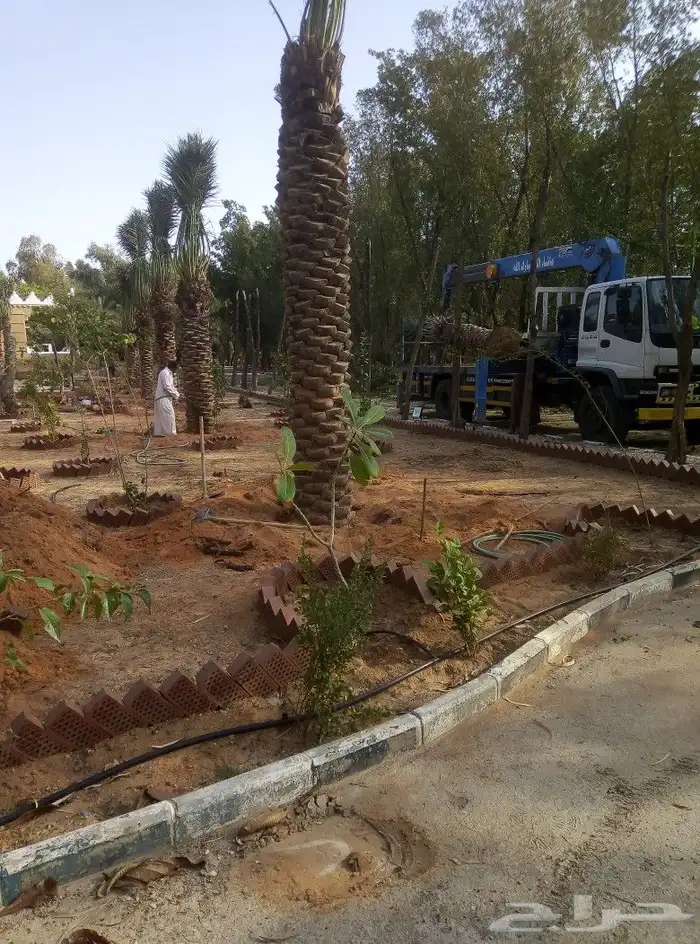 لشغل النخل 6