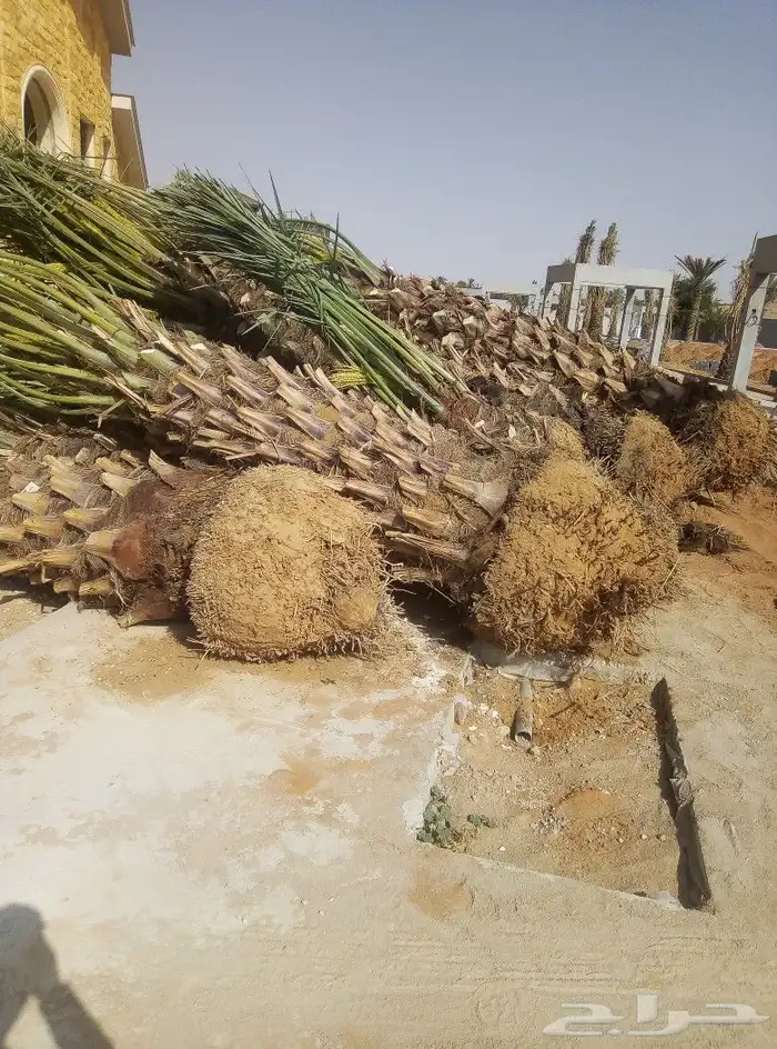 لشغل النخل 4