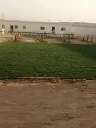 تنسيق حدائق و زراعة ثيل فرنسي 6