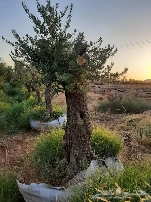 شجرزيتون معمر 5