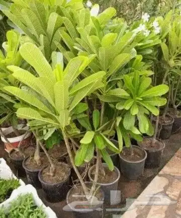 بفته ريحان اكليل الجبل مرمريه حبق نعناع 9