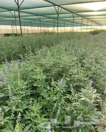 بفته ريحان اكليل الجبل مرمريه حبق نعناع 1