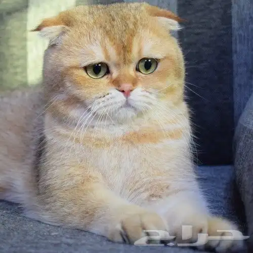 (( للتزاوج نقدا او بالاقساط )) قط سكوتش فولد by12 مسجل 0