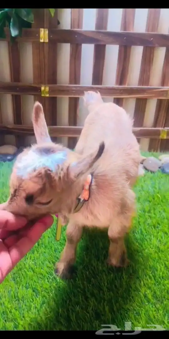 ماعز قزمي الوان مختلفه العمر اسبوع 2