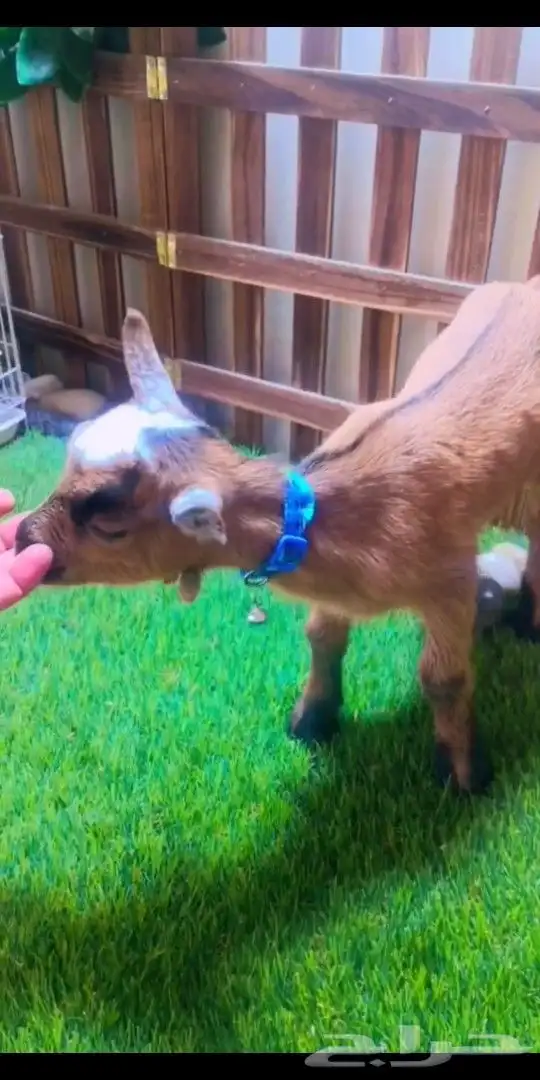 ماعز قزمي الوان مختلفه العمر اسبوع 4
