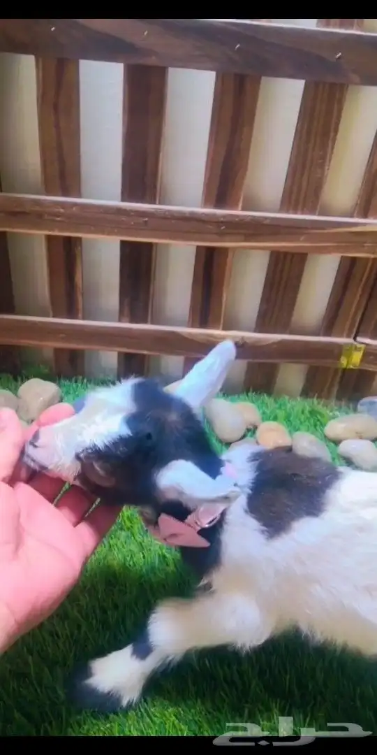 ماعز قزمي الوان مختلفه العمر اسبوع 7