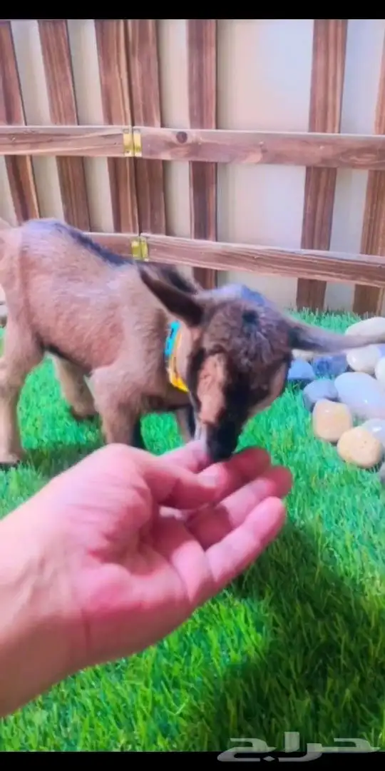 ماعز قزمي الوان مختلفه العمر اسبوع 9