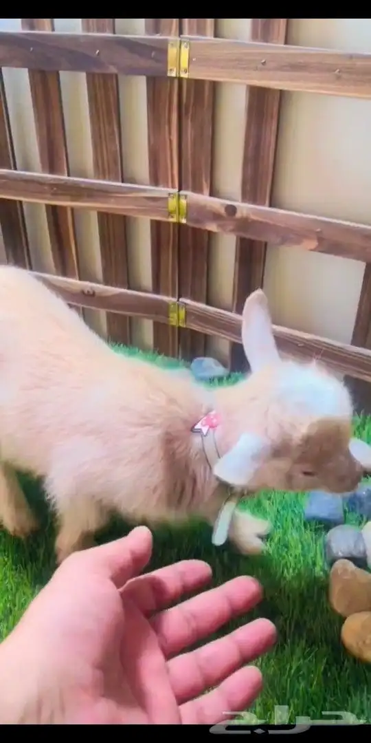 ماعز قزمي الوان مختلفه العمر اسبوع 6