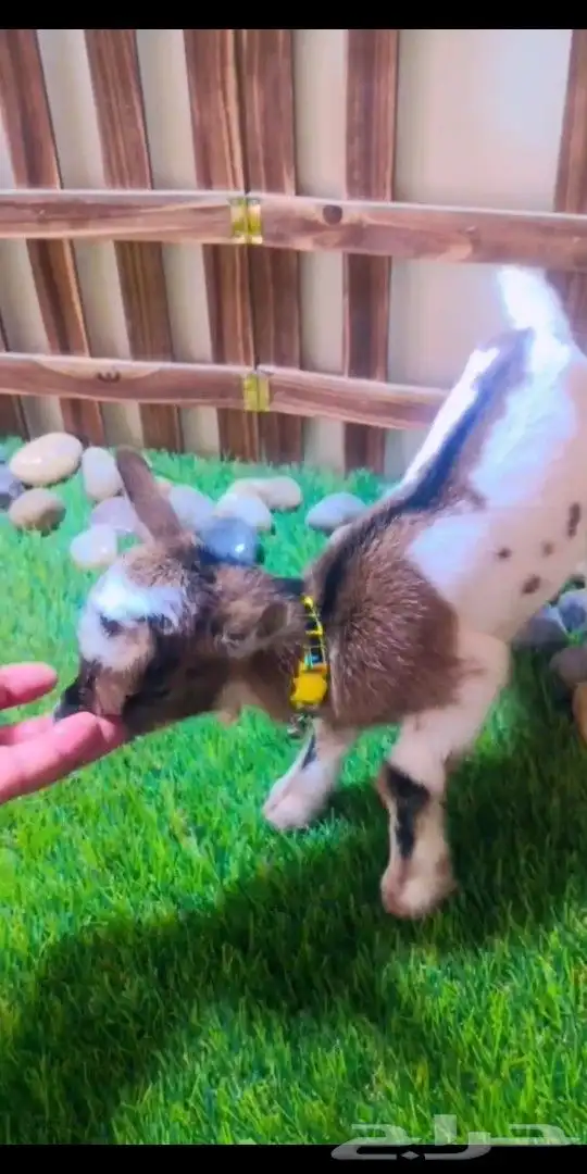 ماعز قزمي الوان مختلفه العمر اسبوع 0