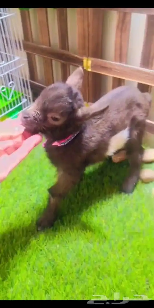 ماعز قزمي الوان مختلفه العمر اسبوع 3