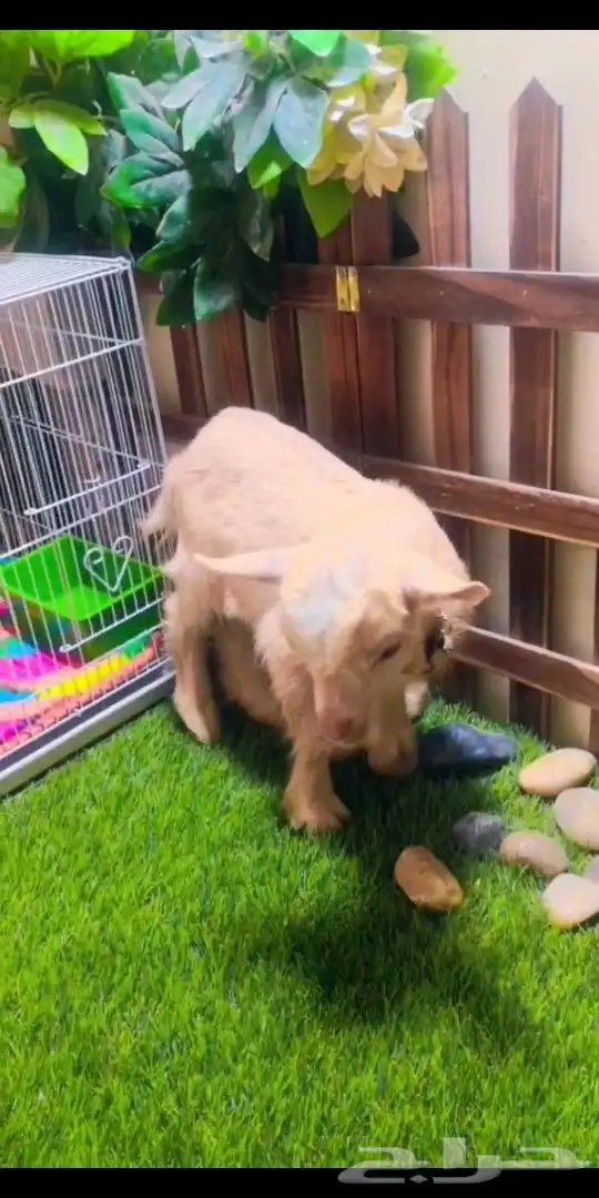 ماعز قزمي الوان مختلفه العمر اسبوع 8