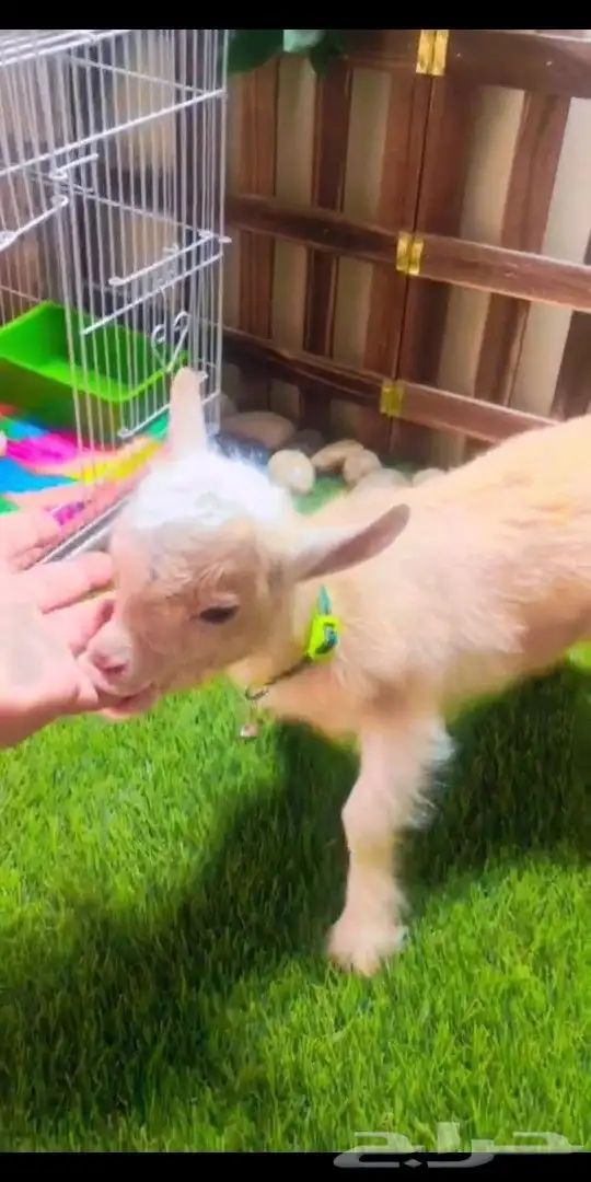 ماعز قزمي الوان مختلفه العمر اسبوع 5