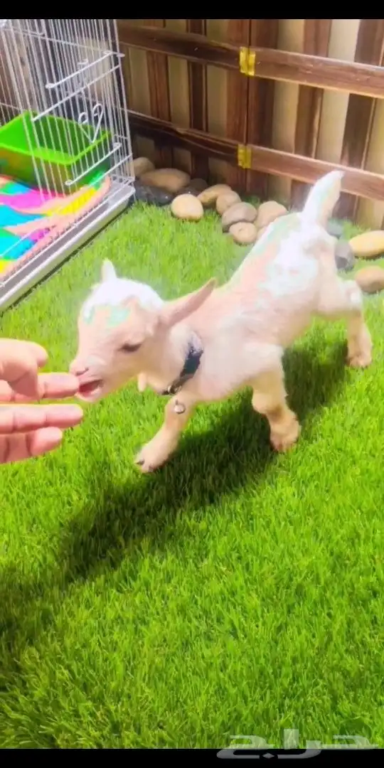 ماعز قزمي الوان مختلفه العمر اسبوع 1