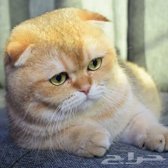 (( للتزاوج نقدا او بالاقساط )) قط سكوتش فولد by12 مسجل 2