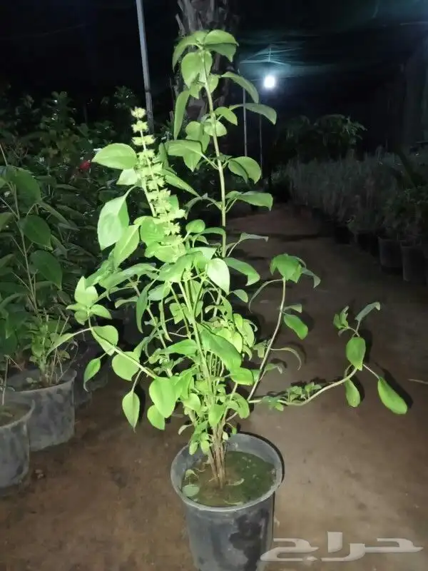 بفته ريحان اكليل الجبل مرمريه حبق نعناع 19